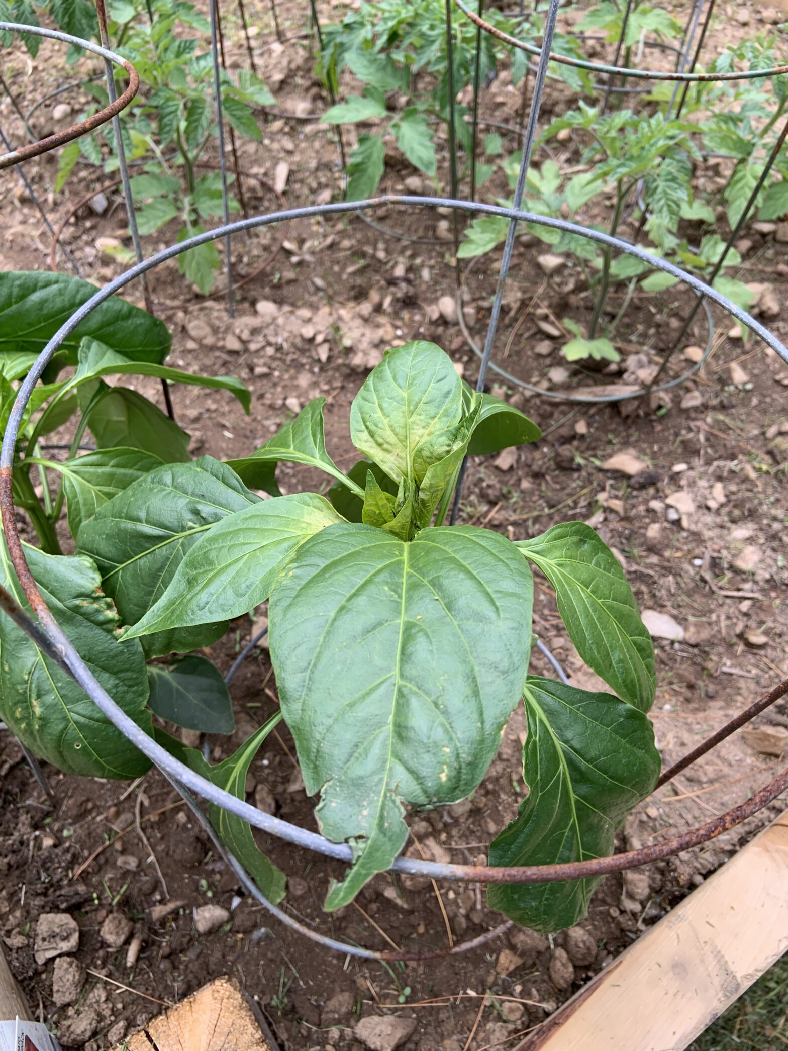 Garden 2020 Update